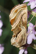 Image of Euchalcia variabilis Piller 1783