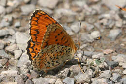 Image de Melitaea arduinna kocaki Wagener & Gross 1976