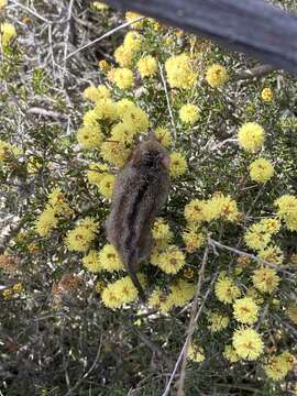 Image of honey possum