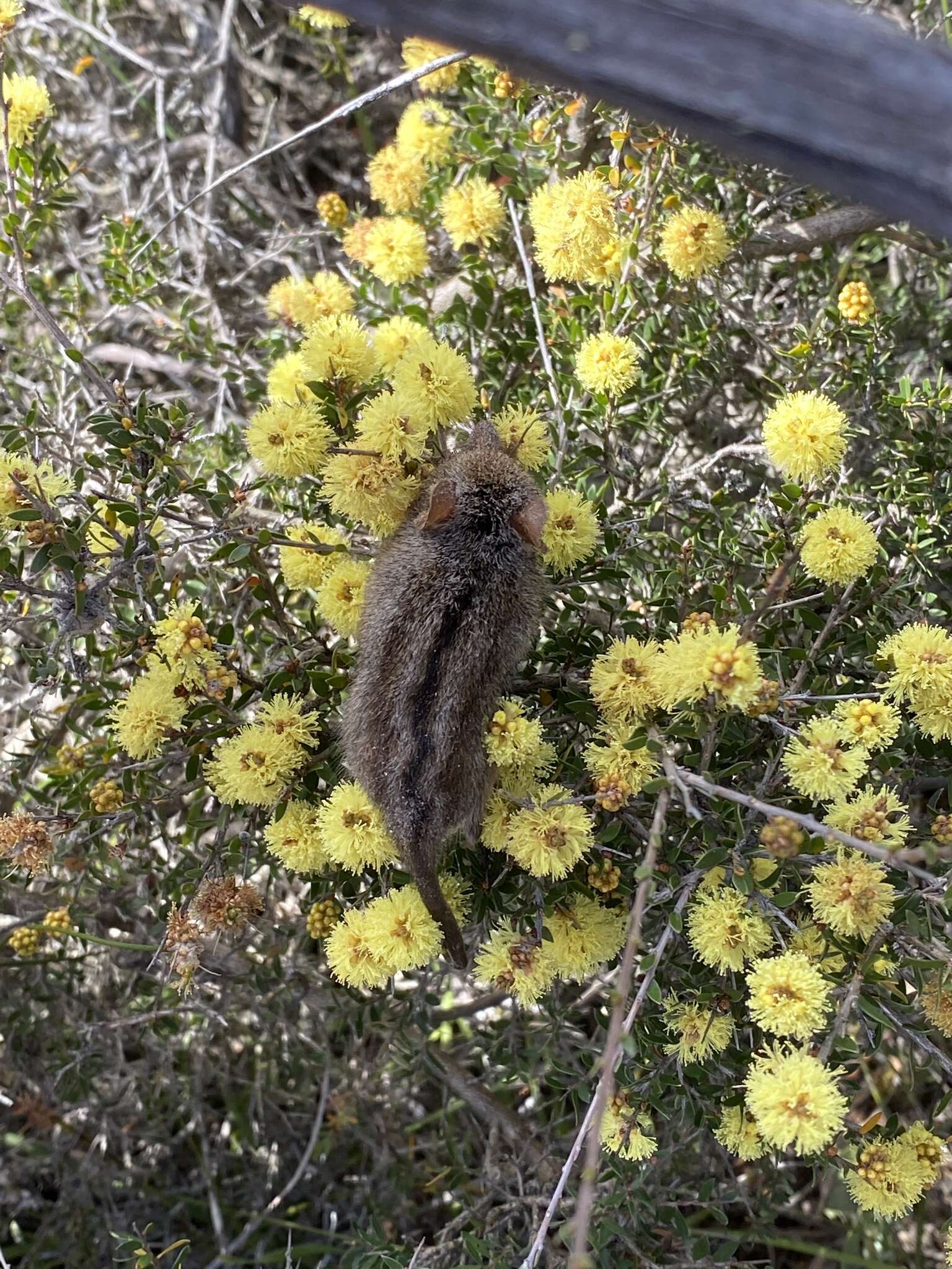 Image of honey possums