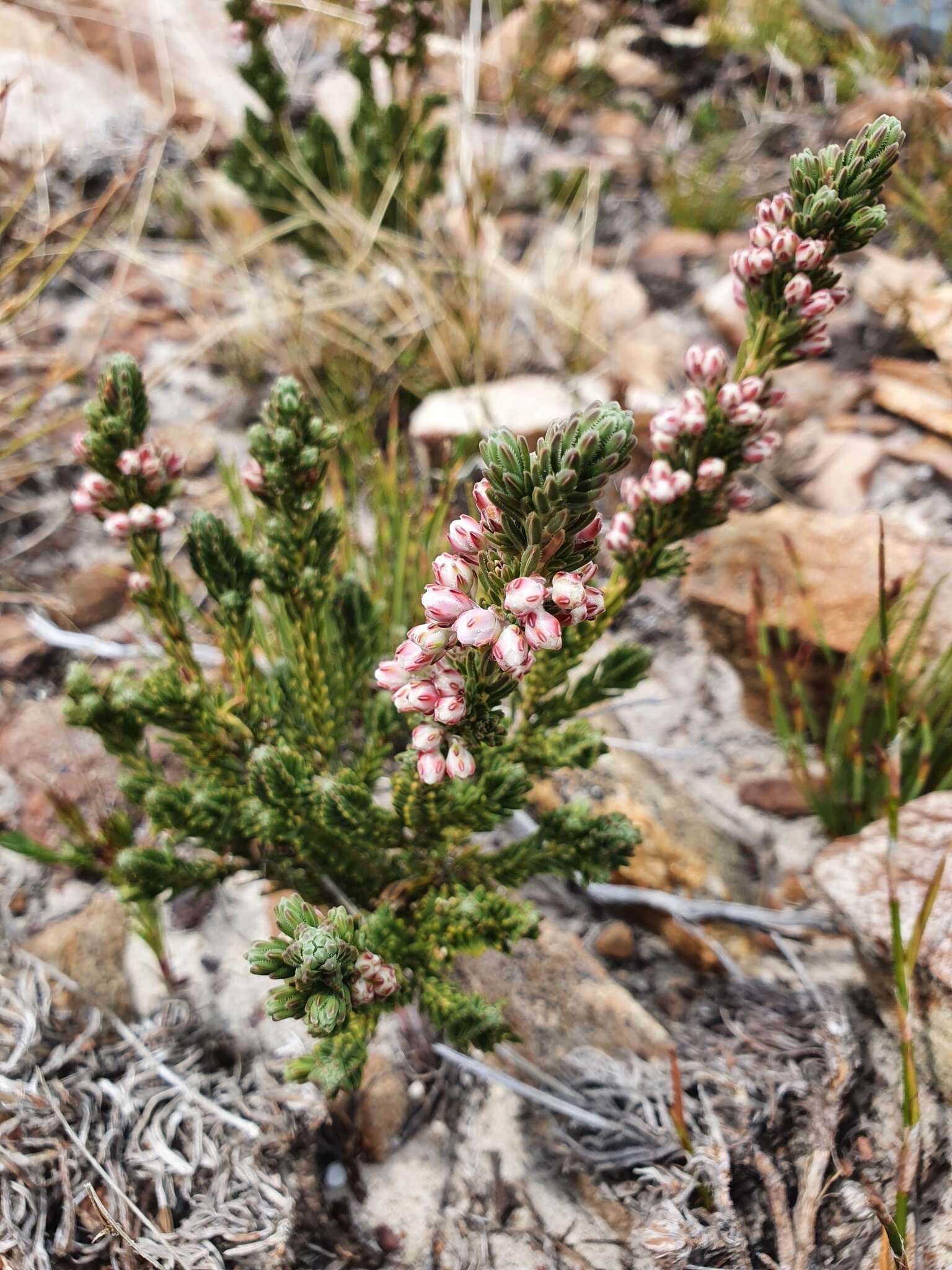 <i>Erica <i>goatcheriana</i></i> subsp. goatcheriana resmi