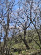 Слика од Prunus mandshurica (Maxim.) Koehne