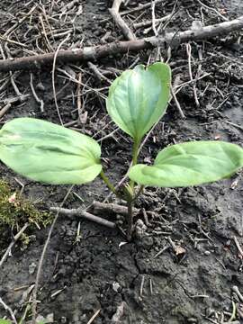 Image of Idaho trillium