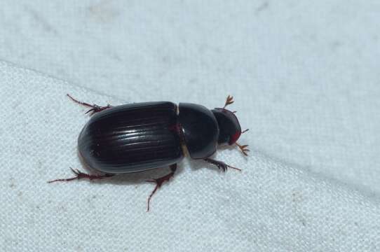 Image of Night-flying Dung Beetle