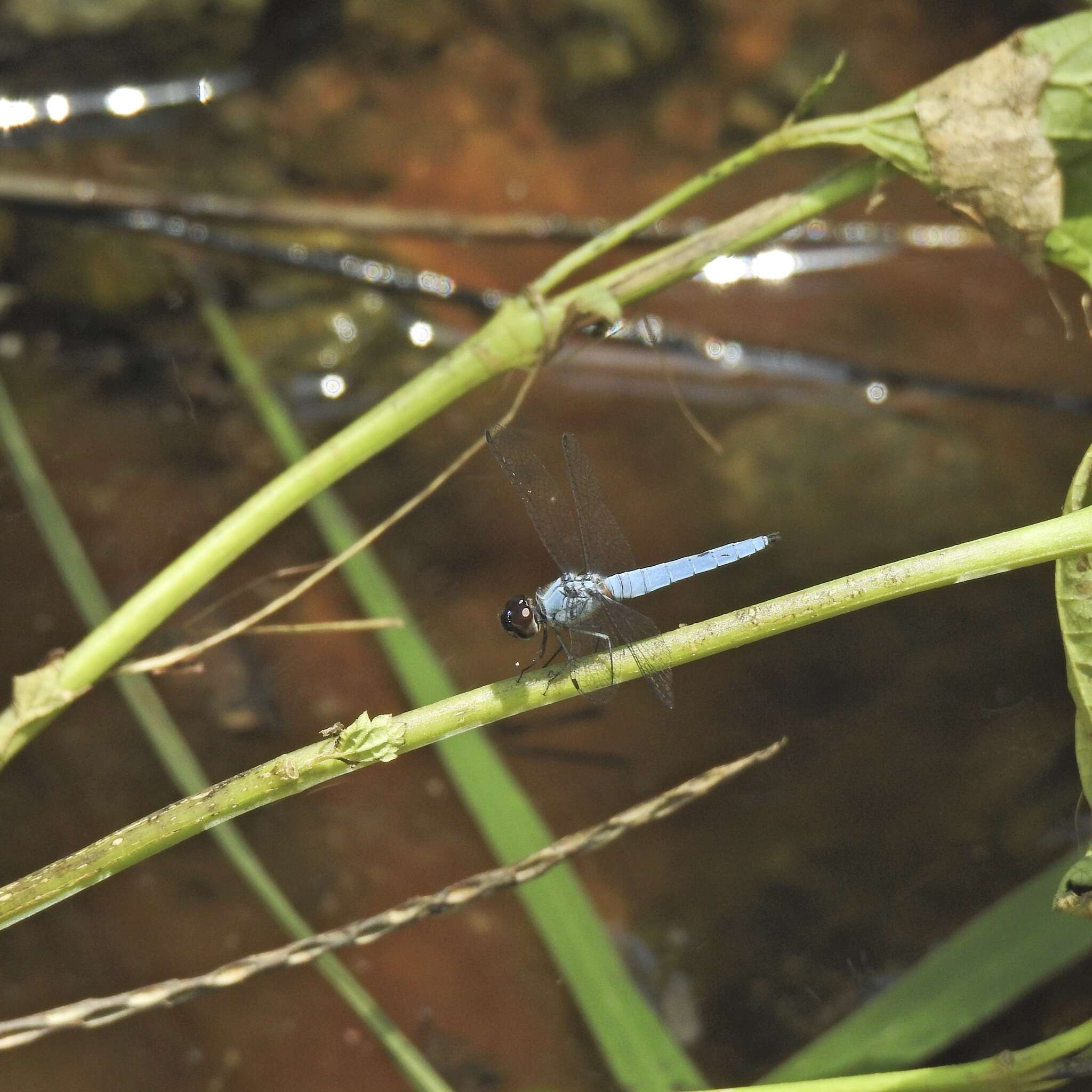 Image of Brachydiplax duivenbodei (Brauer 1866)