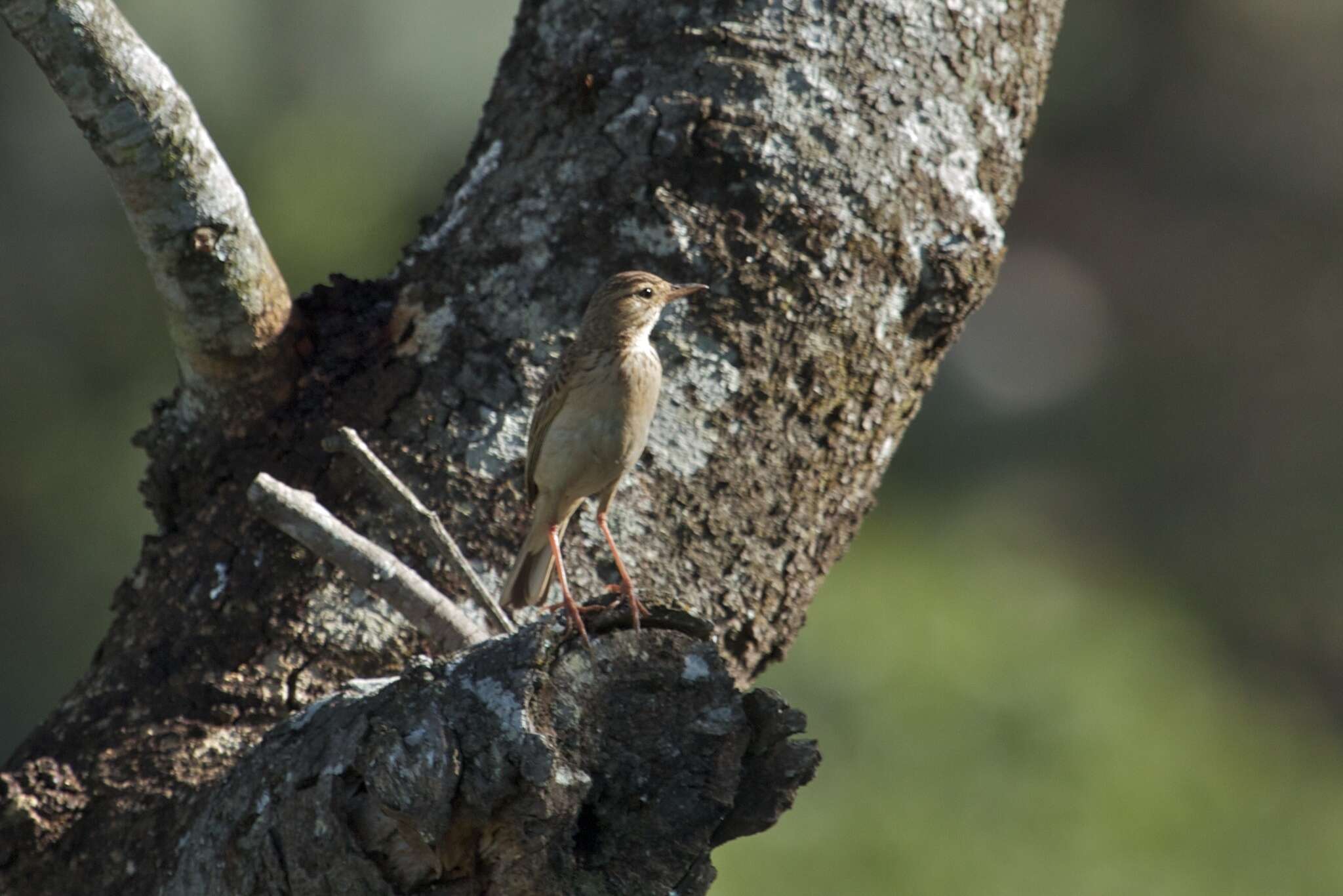 Image of Wood Pipit