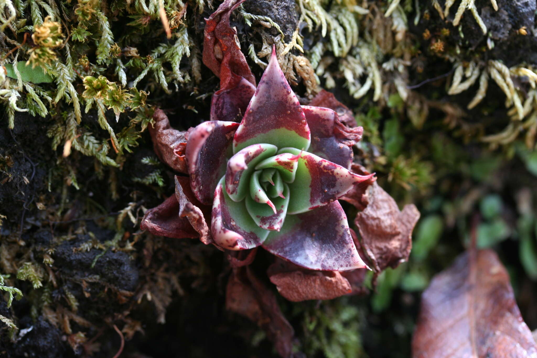 Image of Echeveria mucronata Schltdl.