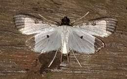 Image of Caprinia periusalis Walker