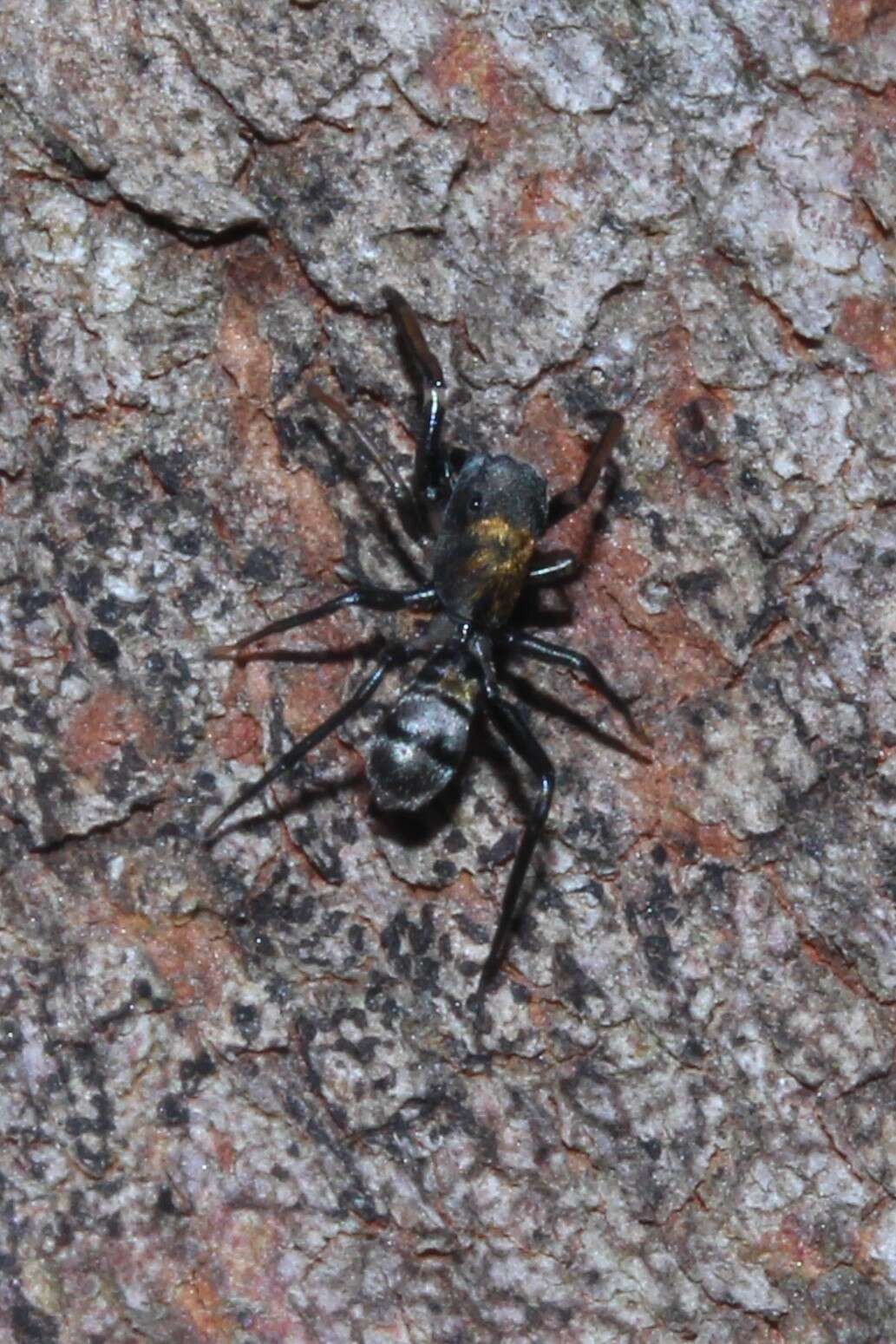 Image of Myrmarachne erythrocephala (L. Koch 1879)