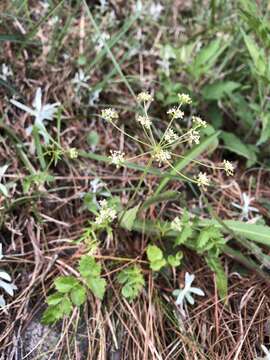 Image of Pimpinella niitakayamensis Hayata