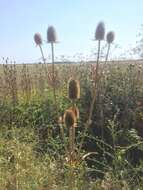 Image of cutleaf teasel