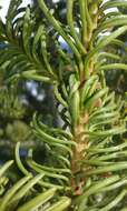 Image of California red fir