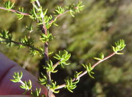 Image of Aspalathus rubens Thunb.