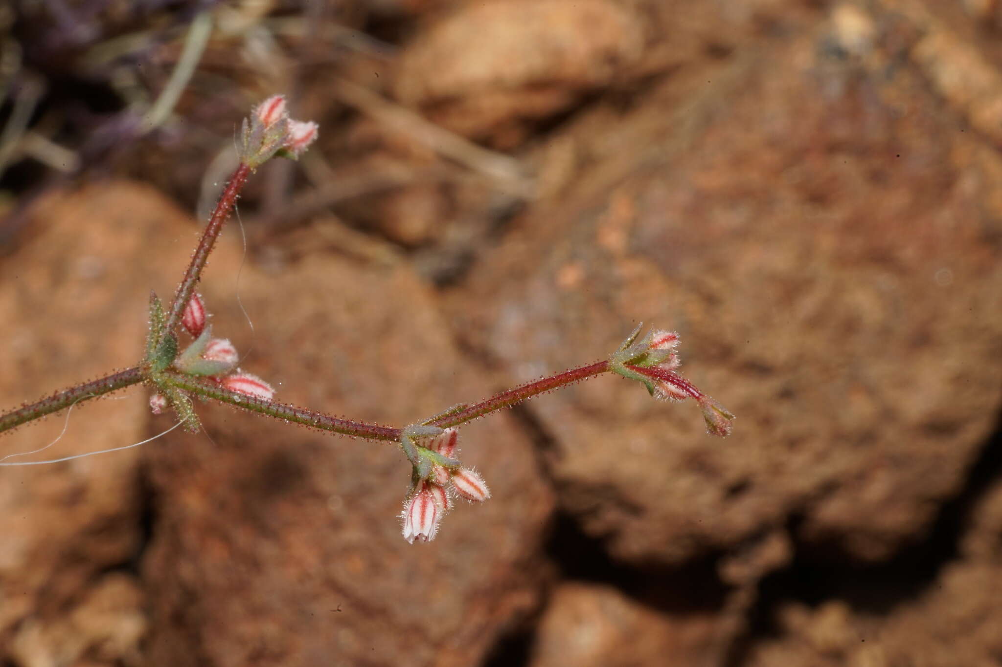 Image of unarmed buckwheat