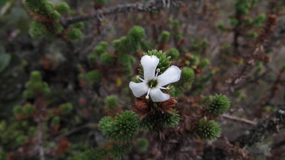 Image de Aragoa abietina Kunth