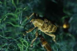 Image of Curculio venosus (Gravenhorst 1807)