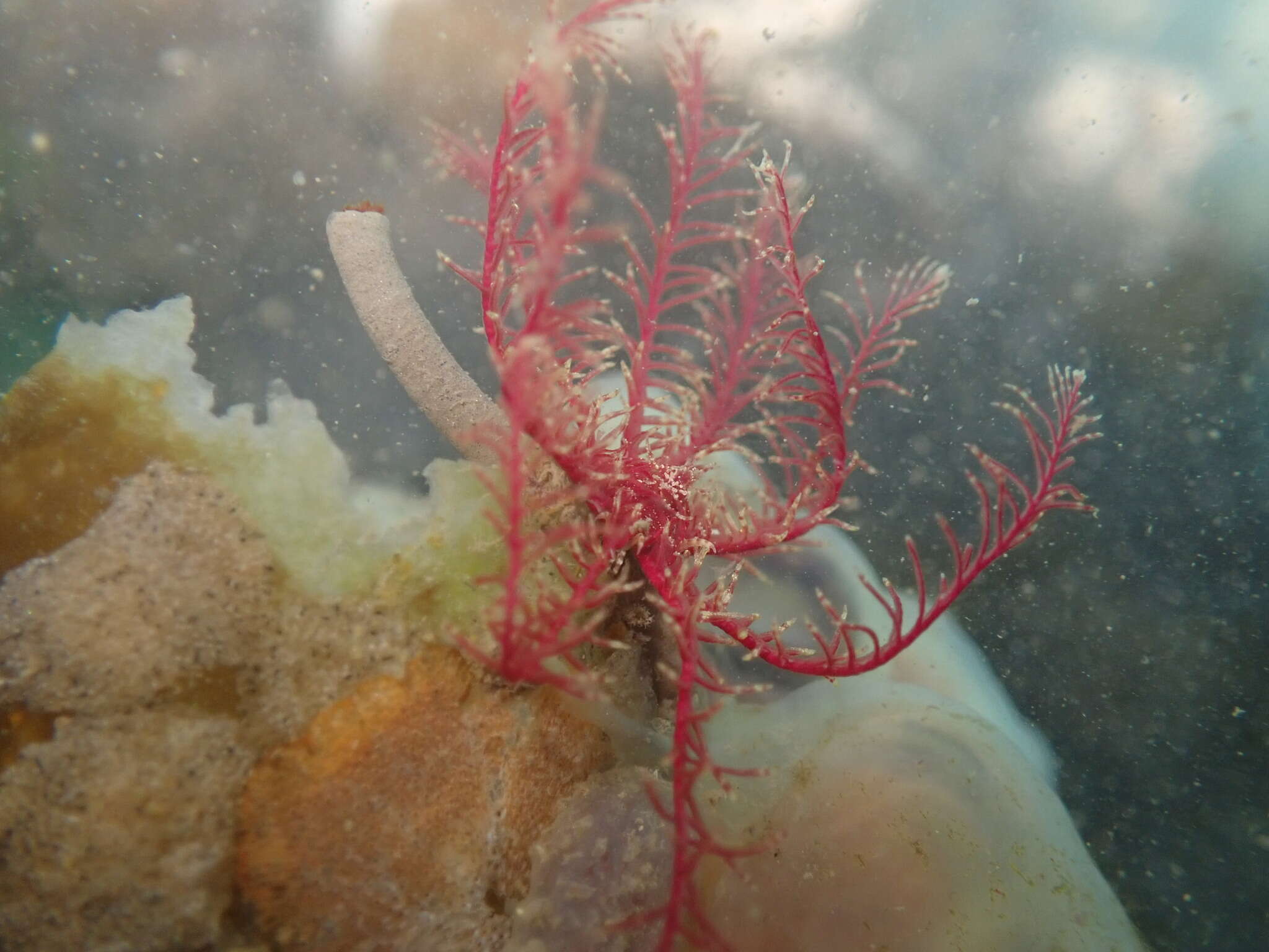 Image of rosy feather-star