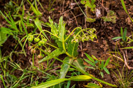 Image of Asclepias dregeana Schltr.