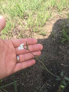 Sivun Arabidopsis lyrata (L.) O'Kane & Al-Shehbaz kuva