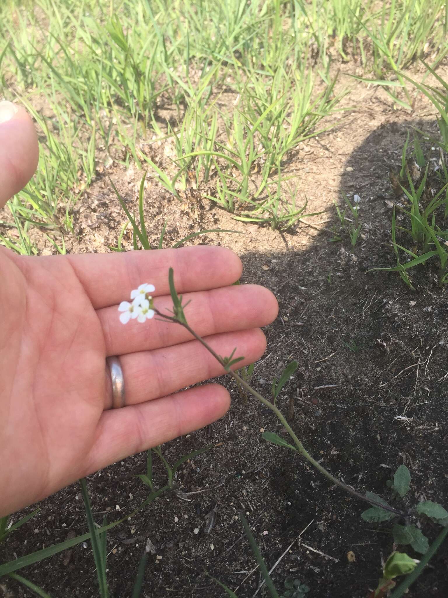 Plancia ëd Arabidopsis lyrata (L.) O'Kane & Al-Shehbaz