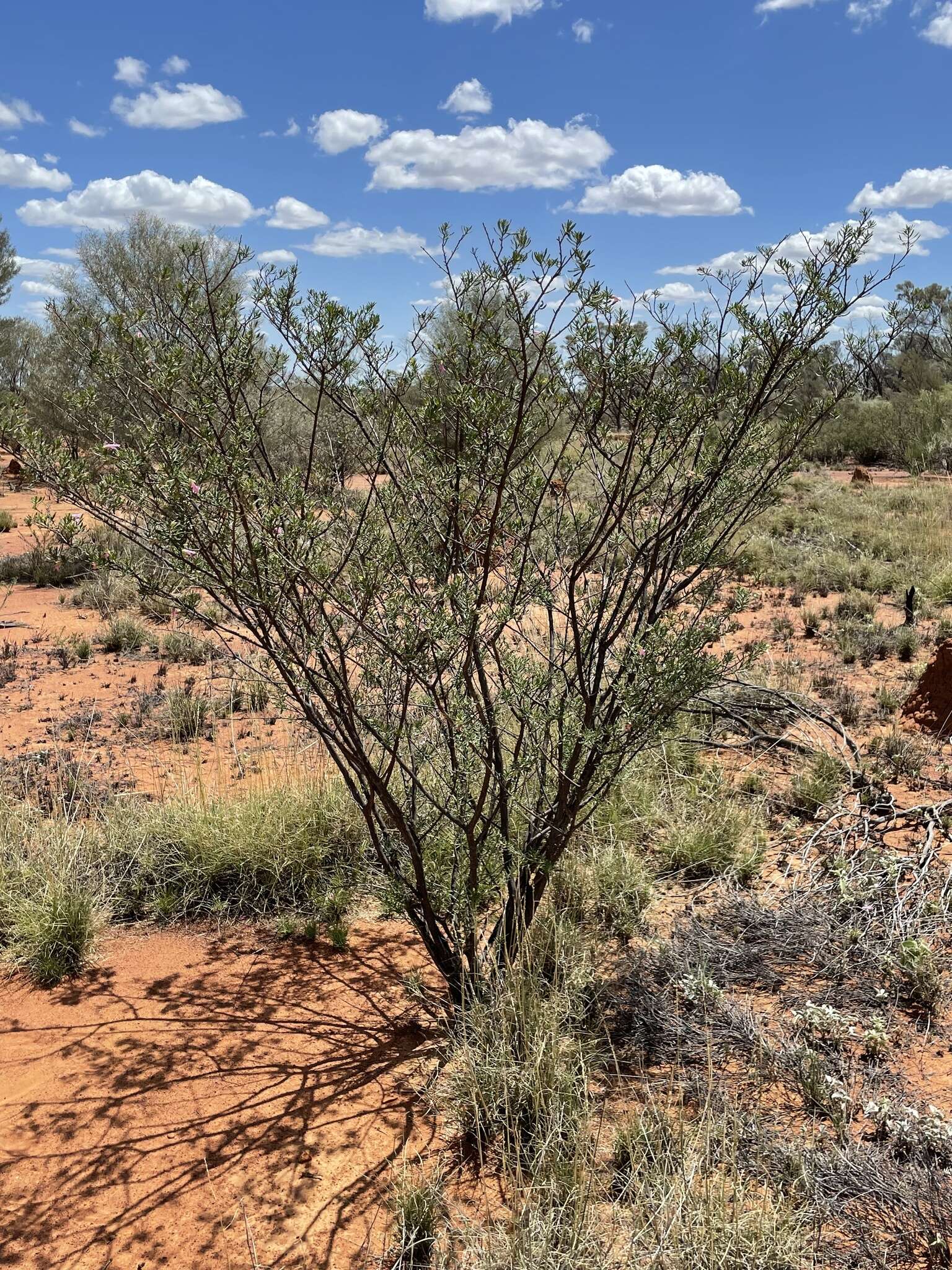 Eremophila latrobei F. Muell.的圖片