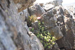 Image of Protea rupicola Mund ex Meissn.