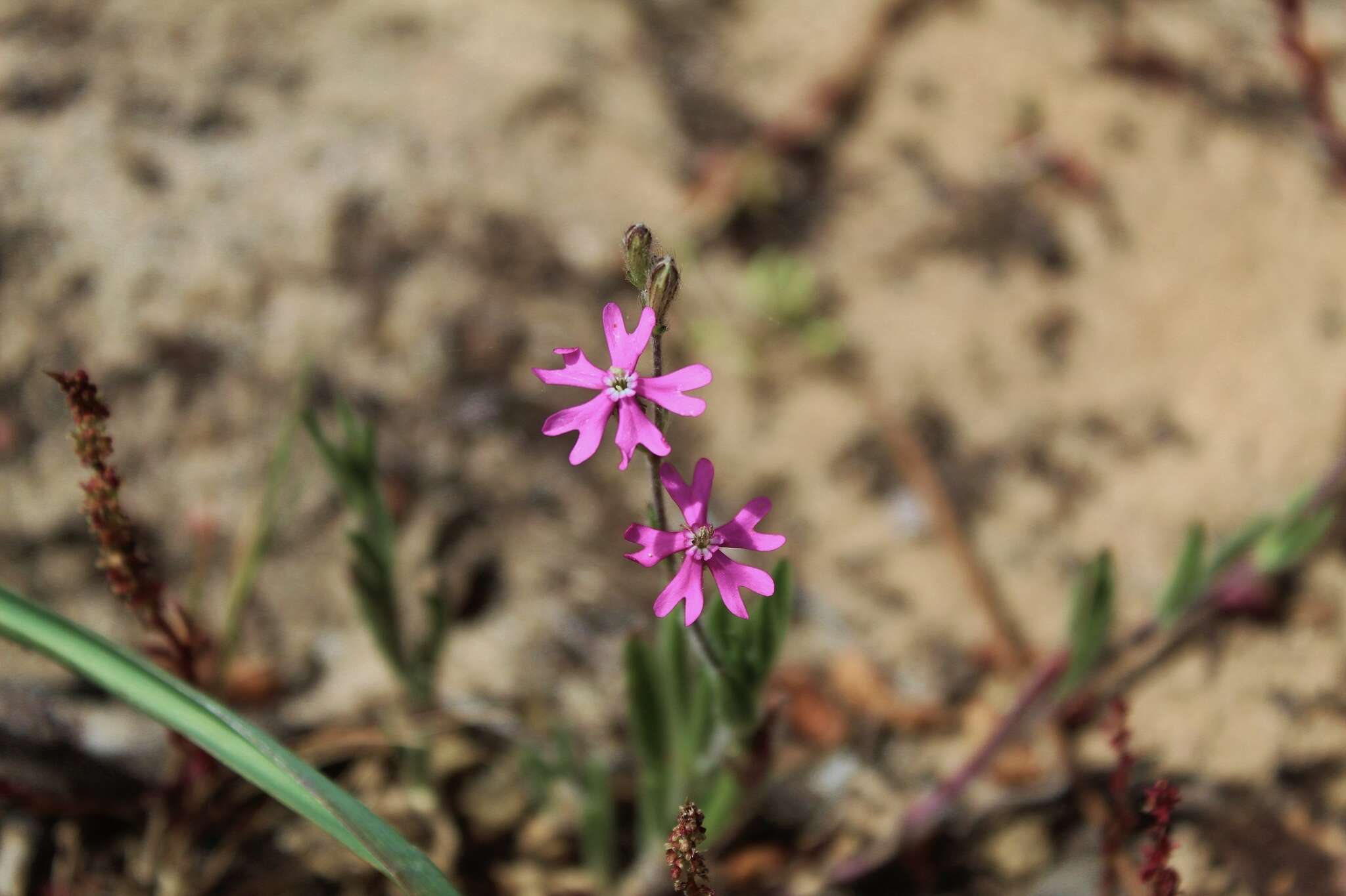 صورة Silene scabriflora Brot.