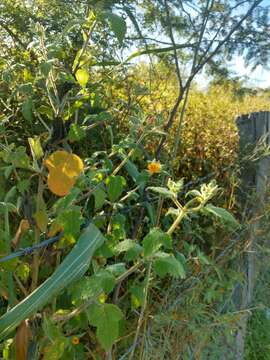 Image of tropical blazingstar