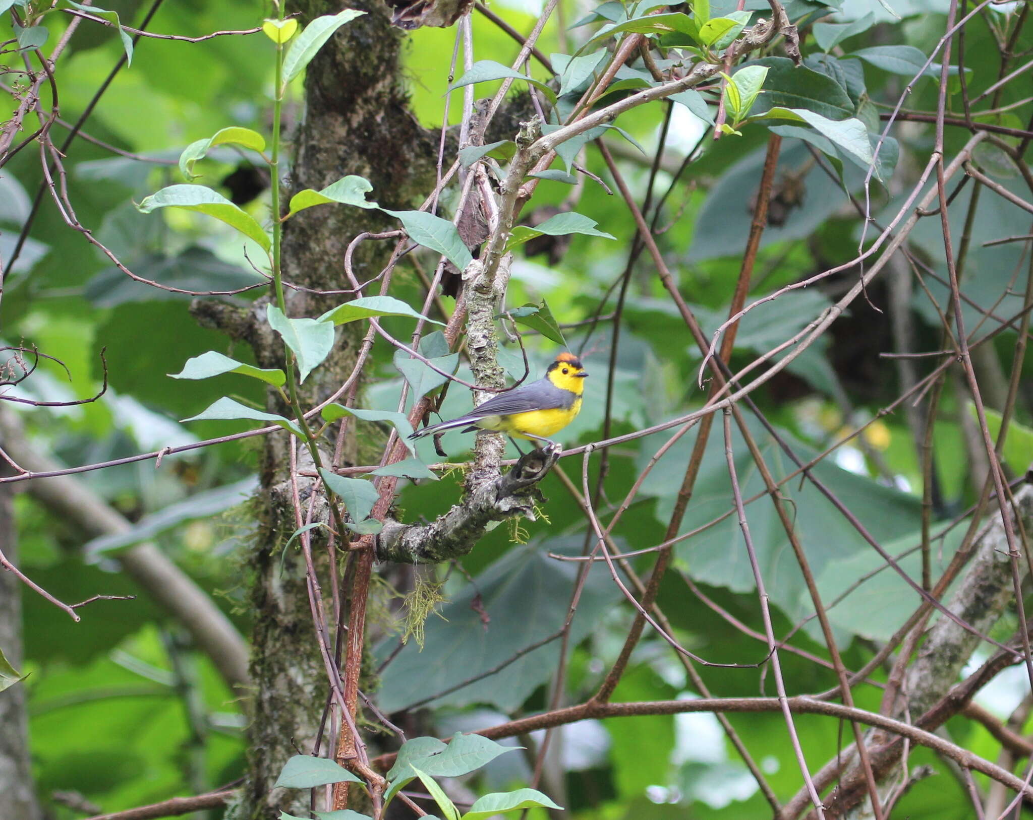 Image of Collared Whitestart