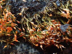 Image of Seligeria paucifolia Carruthers 1866