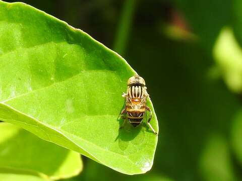 Image of Syrphid fly