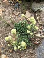 Image of parsnipflower buckwheat