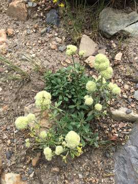 Image of parsnipflower buckwheat