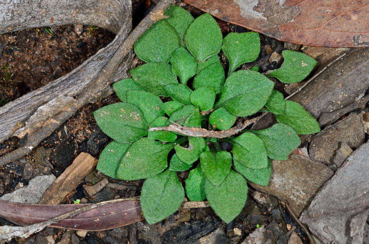 Image of Tiny greenhood