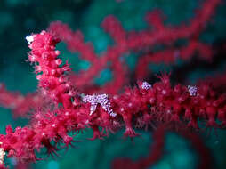 Image of chameleon sea fan