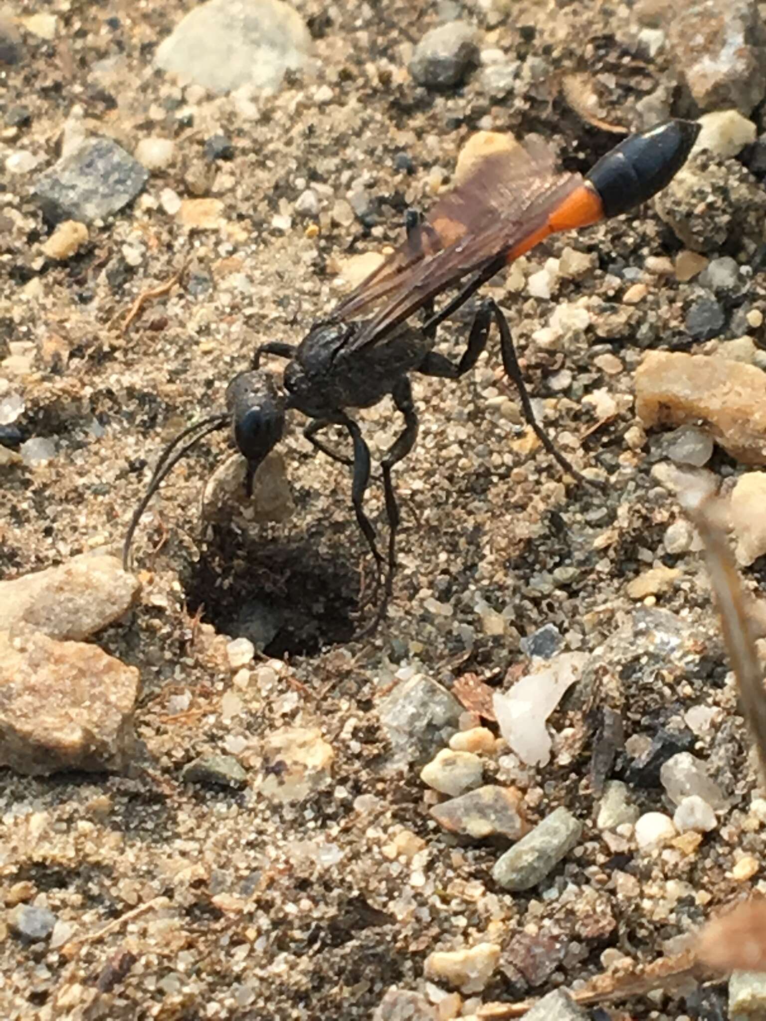 Image de Ammophila azteca Cameron 1888