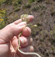 Itasina filifolia (Thunb.) Raf. resmi