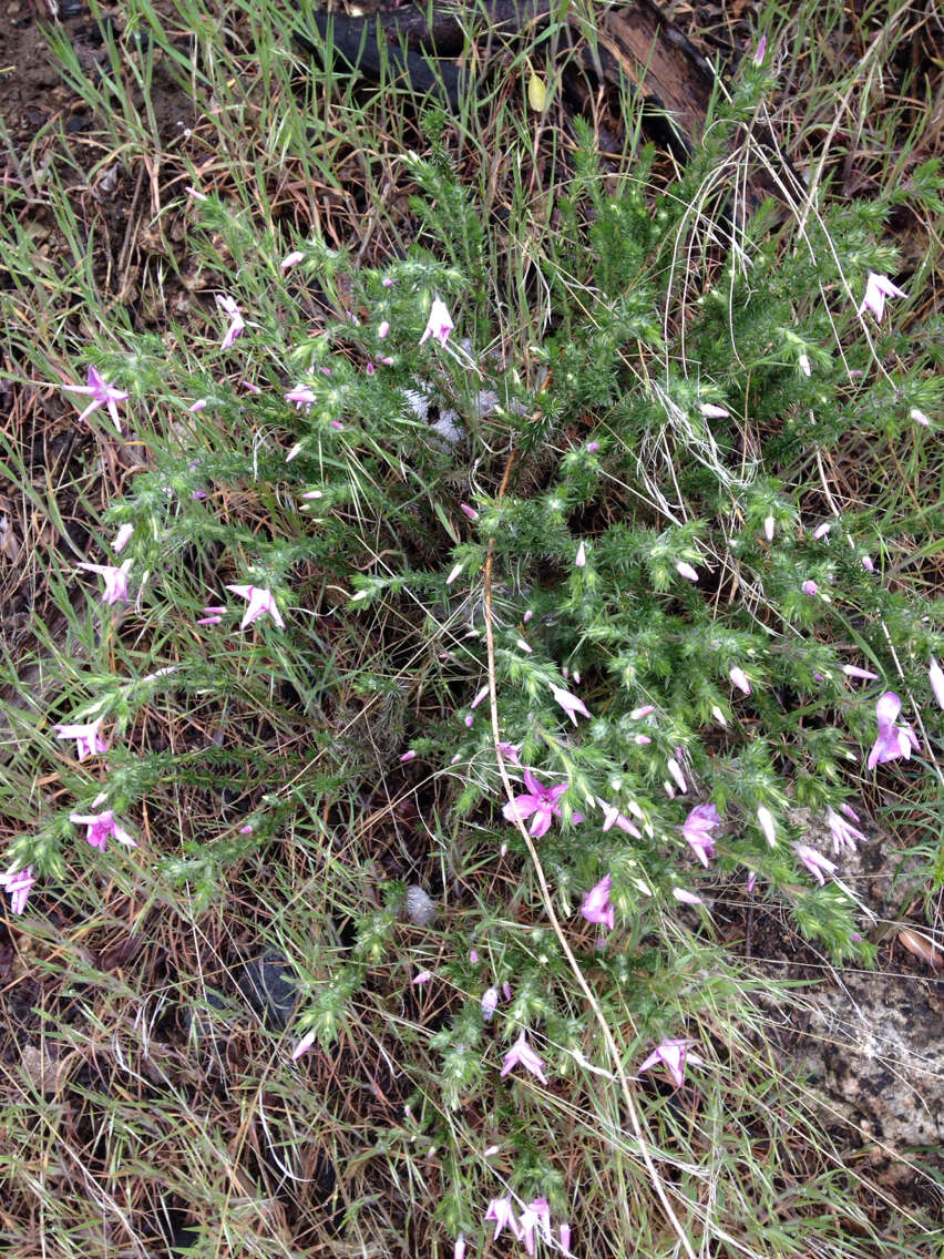 Image of Linanthus californicus (Hook. & Arn.) J. M. Porter & L. A. Johnson