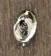 Image of Mason bee