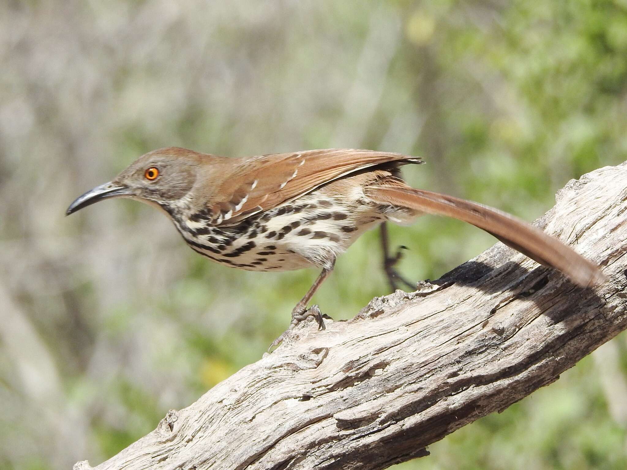 Image of Long-billed Thrasher