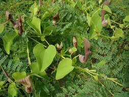 Image de Aristolochia argentina Griseb.