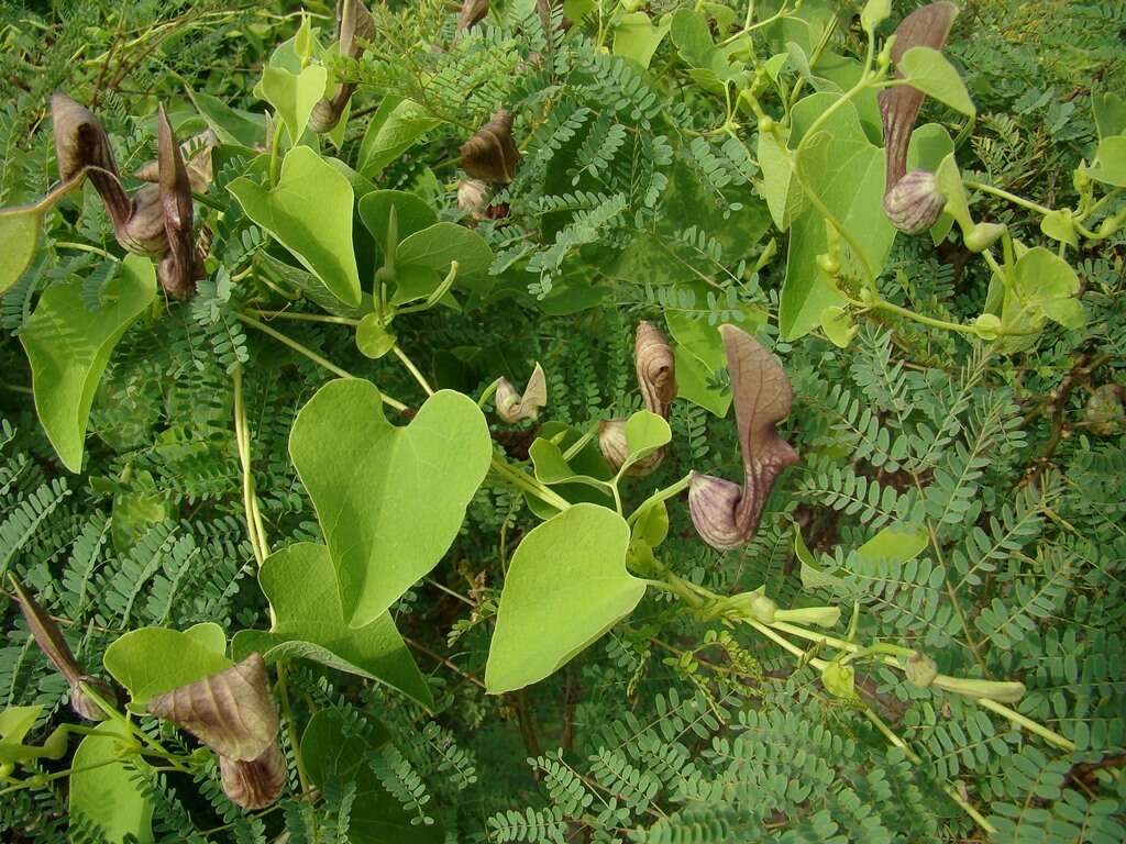 Image de Aristolochia argentina Griseb.