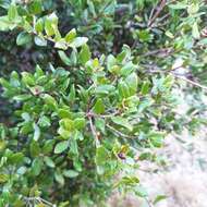 Image of Cedros Island Oak