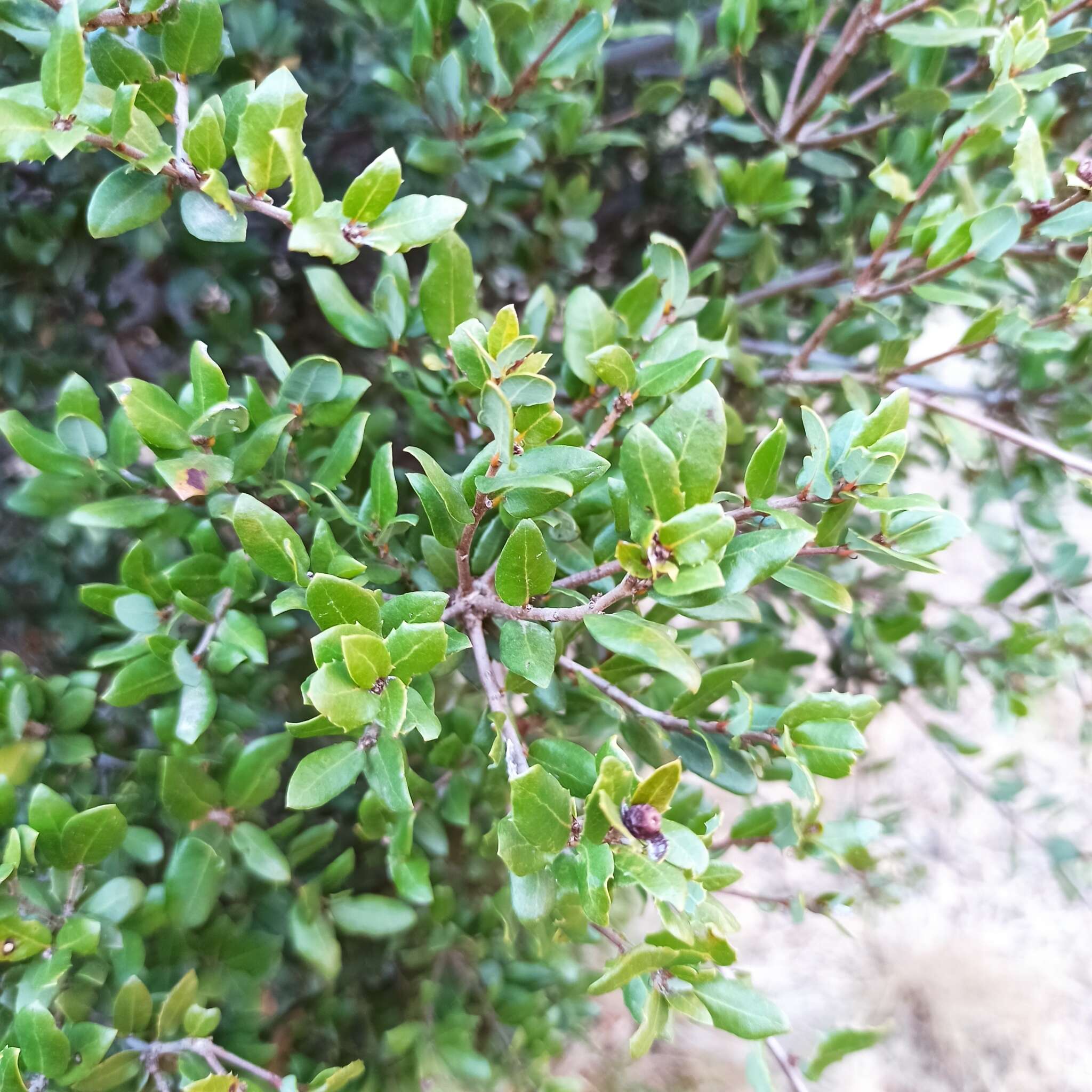 Image of Cedros Island Oak