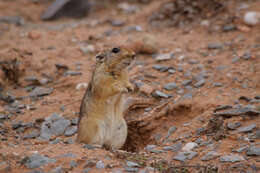 Image of Fat Sand Rat