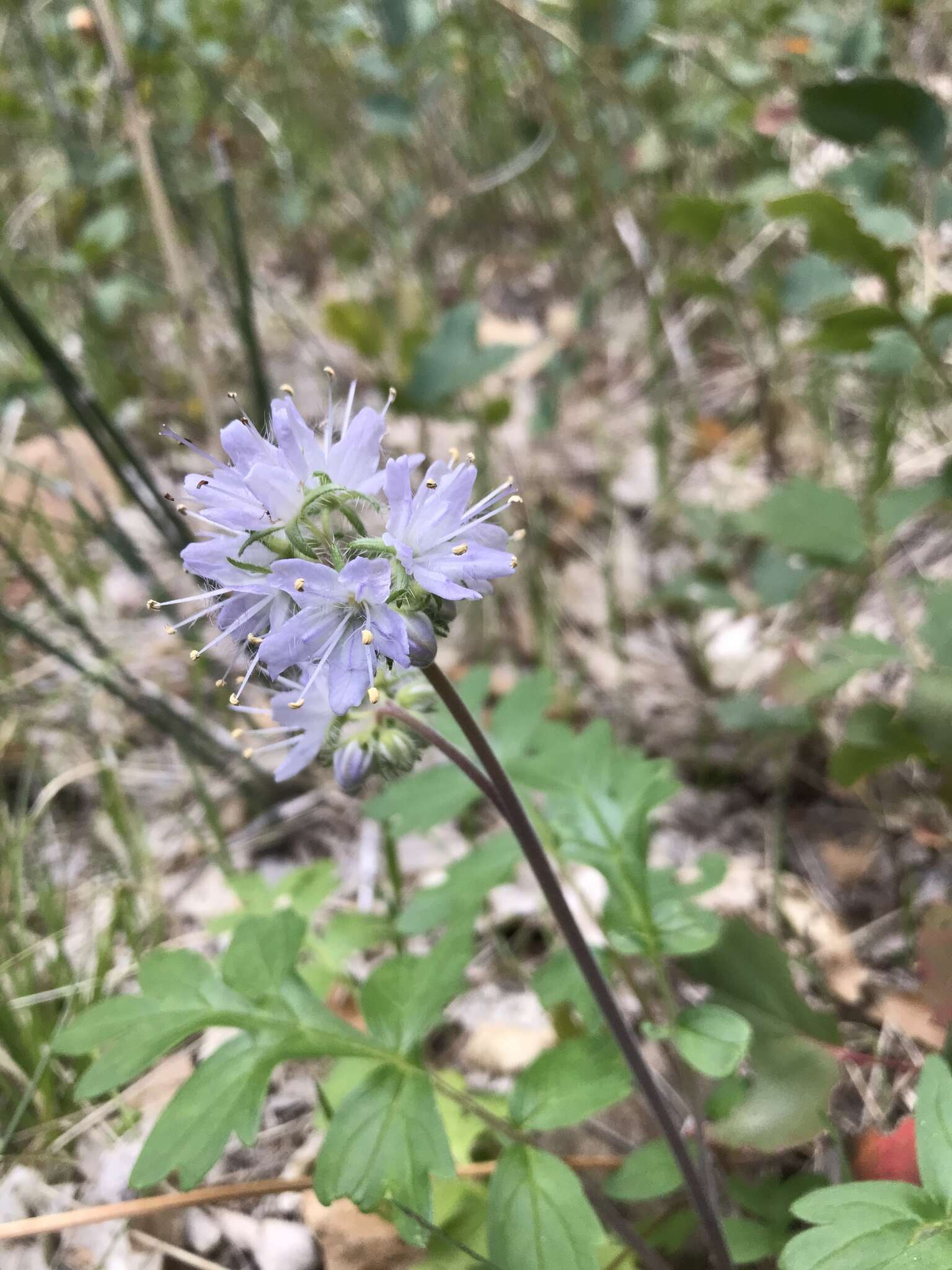 Imagem de Hydrophyllum occidentale (S. Wats.) A. Gray