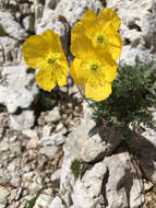 Imagem de Papaver alpinum L.