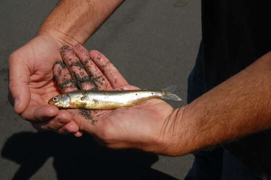 Image of Surf smelt