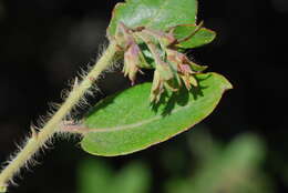 Image of dacite manzanita