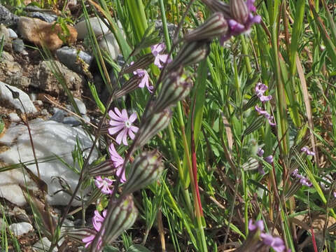 Image of Silene secundiflora Otth